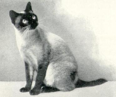Ah Choo, Siamese born 1900